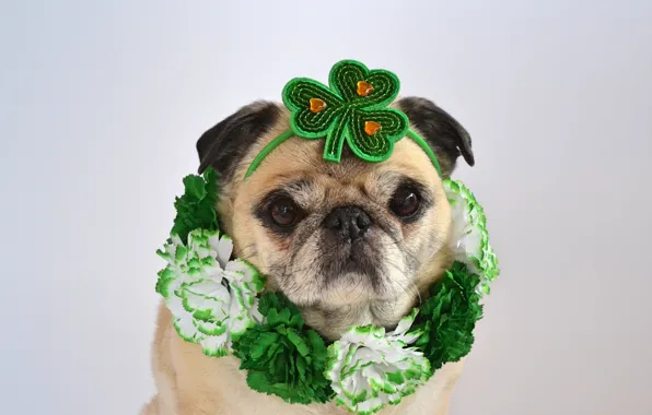 Look, flowers, pose, portrait, dog, green, collar, outfit