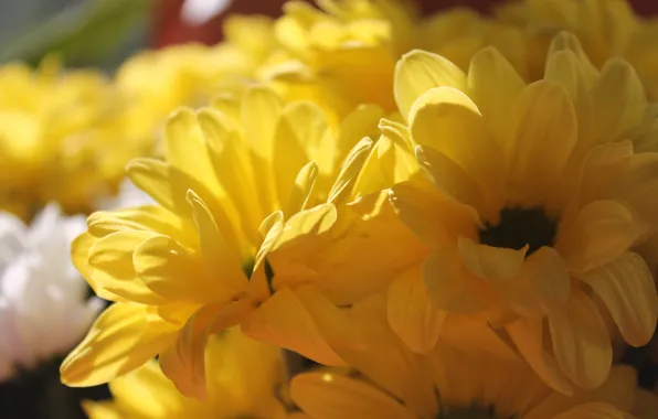 Picture summer, the sun, chrysanthemum, yellow flowers, yellow chrysanthemum