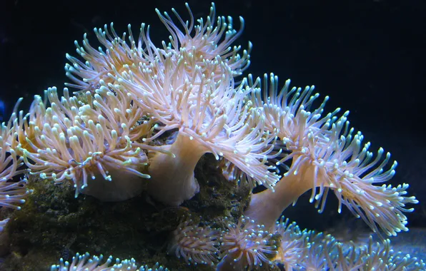Night, lights, corals, sea anemones