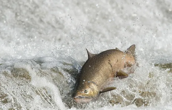 Picture water, fish, FALL RUN