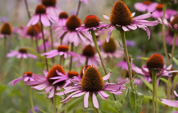 Picture flowers, pink, flowerbed