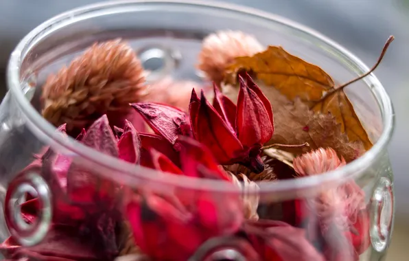 Picture autumn, glass, leaves, flowers, dry, Bank, jar