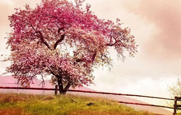 Pink, blossom, tree, spring