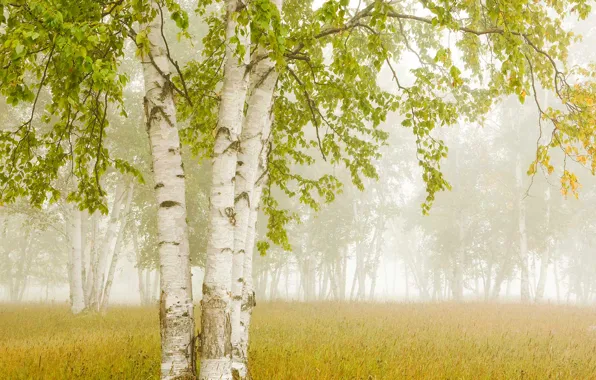 Picture fog, Canada, Ontario, birch, Thunder Bay