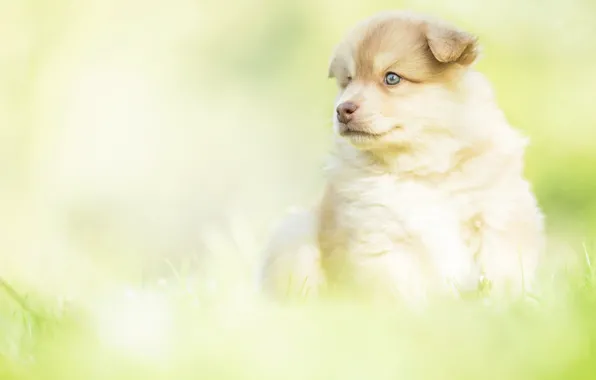 Picture look, background, dog, baby, puppy, Finnish lapphund
