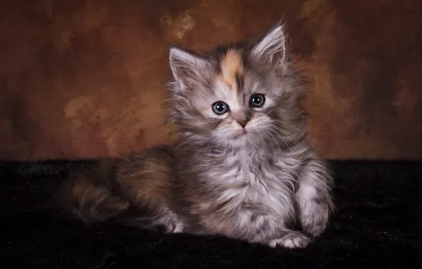 Cat, look, pose, the dark background, kitty, grey, muzzle, lies