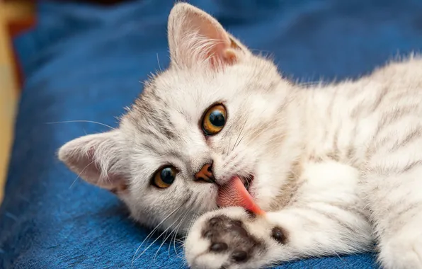 Language, cat, look, pose, kitty, grey, lies, face