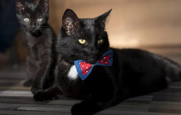 Cat, black, bow