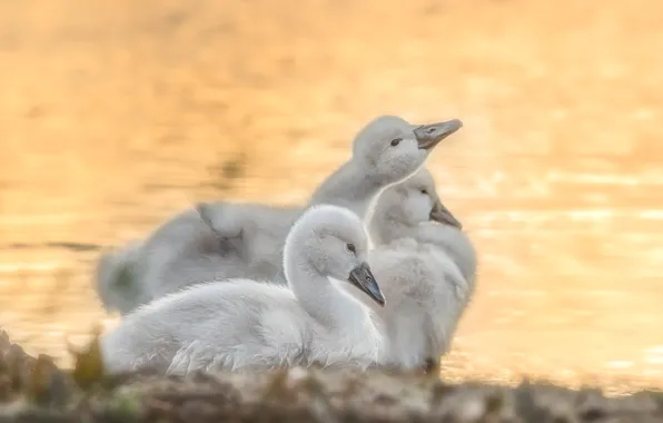 Birds, background, shore, swans, Chicks, pond, the Lebeda