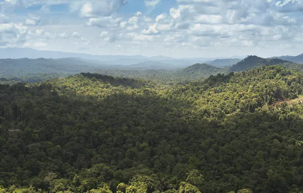 Forest, hills, jungle, New Guinea