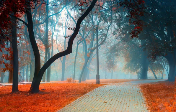 Road, autumn, leaves, trees, landscape, branches, nature, fog
