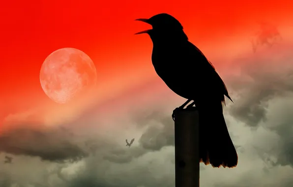 Picture collage, bird, beak, silhouette