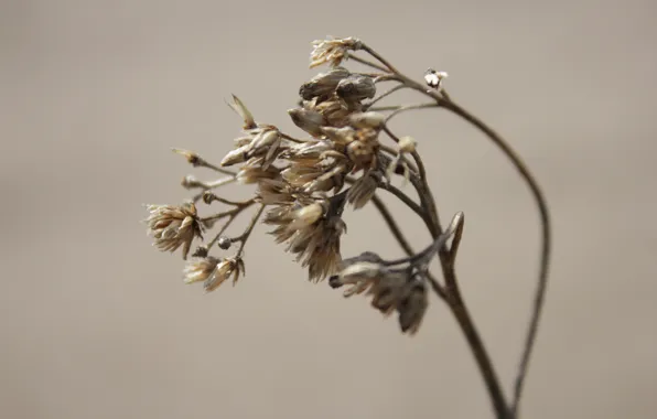 Macro, plant, Yellow, Beige, brown