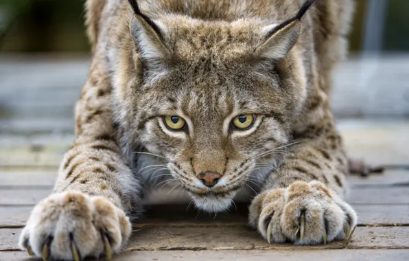 Cat, look, claws, lynx, ©Tambako The Jaguar