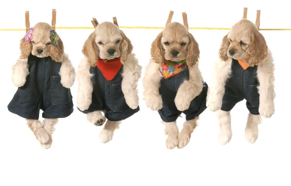 Clothing, puppies, girl, clothespins, boys, Spaniel, cute