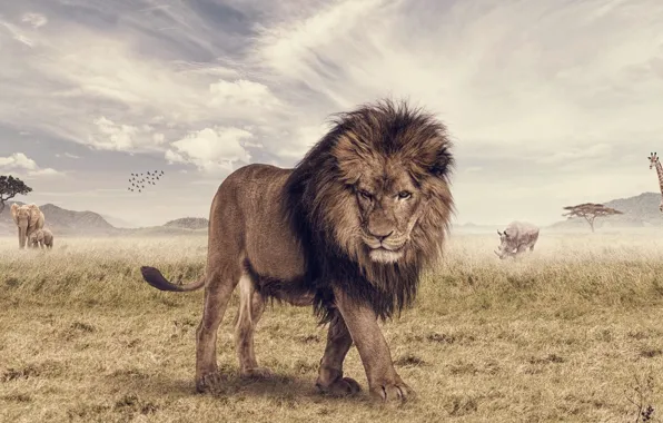 Wallpaper Animal, animal, Joshua Stretched, Rhino, Savannah, elephant, The  Lion King, Leo for mobile and desktop, section животные, resolution  2262x1080 - download