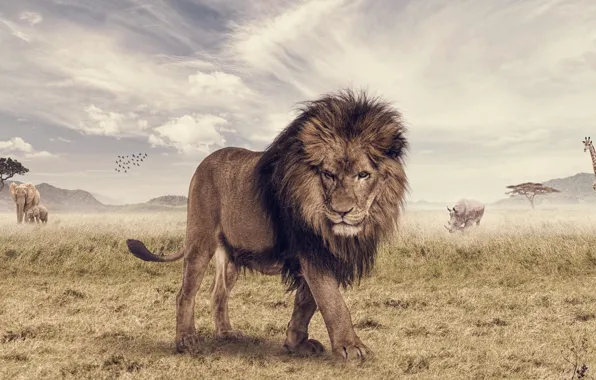 Animal, elephant, Leo, giraffe, Savannah, Rhino, photoshop, The Lion King