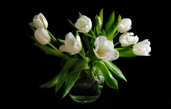Bouquet, tulips, white, black background