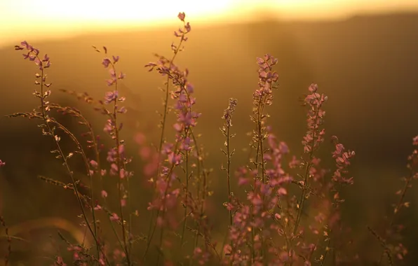 Picture sunset, flowers, background