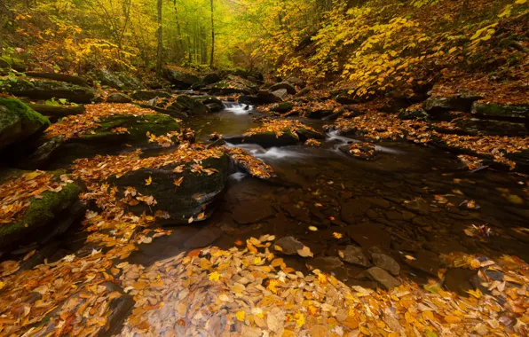 Autumn, forest, leaves, branches, stones, shore, waterfall, pond
