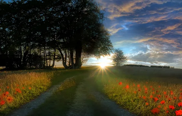 Road, field, morning