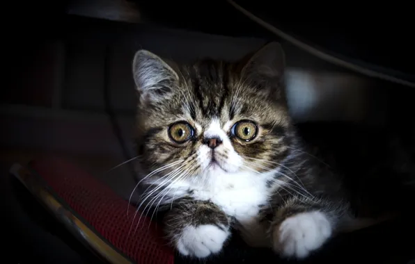 Look, exotic, Exotic cat