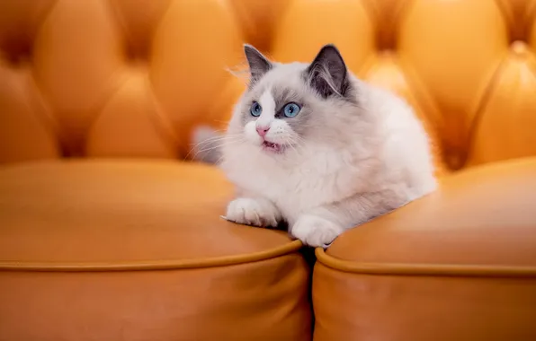 Cat, look, pose, kitty, sofa, lies, blue eyes, orange background