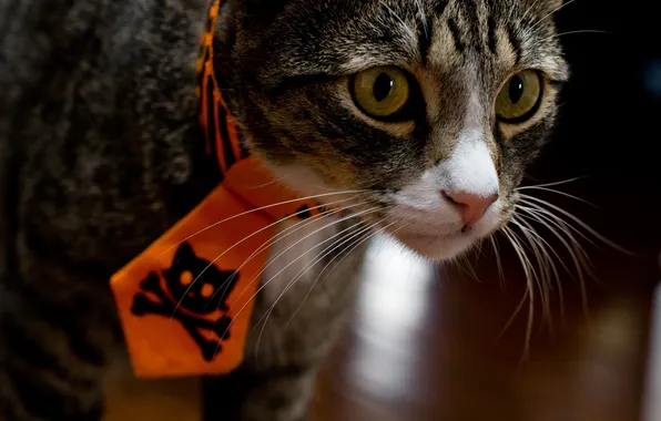 Cat, cat, mustache, look, orange, nature, pose, the dark background