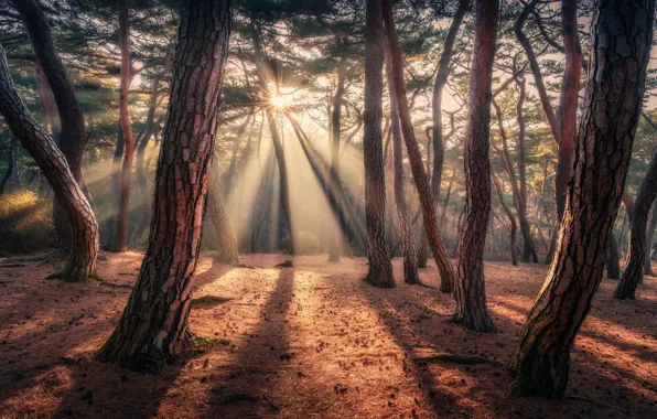 Forest, rays, light, trees, branches, fog, dawn, trunks
