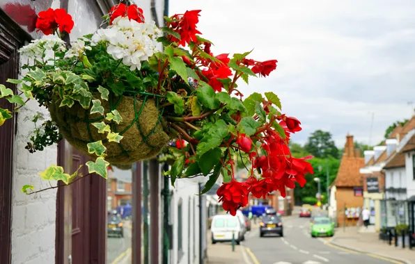 Picture summer, flowers, the city, street