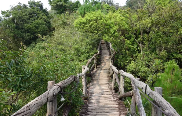 Greens, bridge, nature