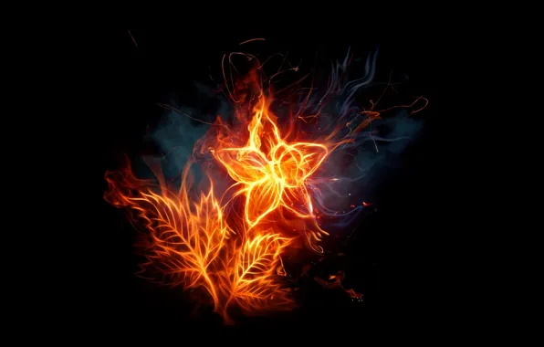 Flower, dark, fire