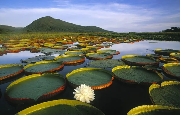Brasil, River, Amazon, The Vitória-Régia, Pantanal