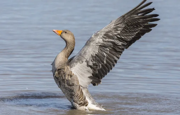 Lake, bird, wings, goose