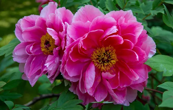 Leaves, macro, flowers, spring, pink, Duo, peonies