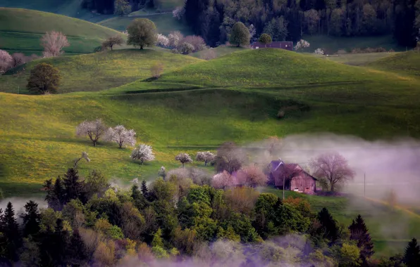 Picture trees, fog, hills, home, spring