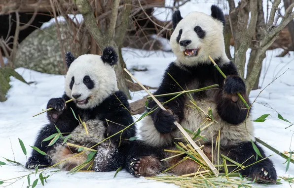 Winter, look, leaves, snow, trees, branches, pose, bears