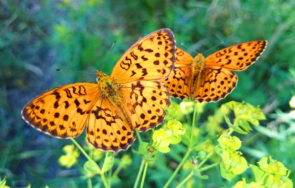 Greens, summer, grass, macro, butterfly