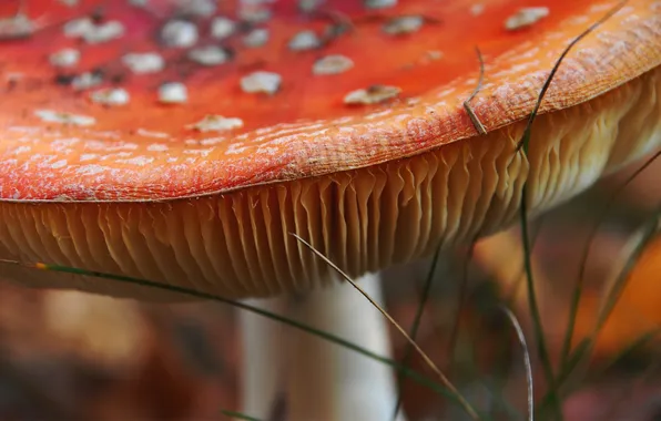 Autumn, macro, mushroom, mushroom, spots