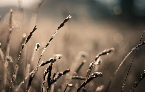 Field, summer, the sun, macro, rays, nature, photo, plants