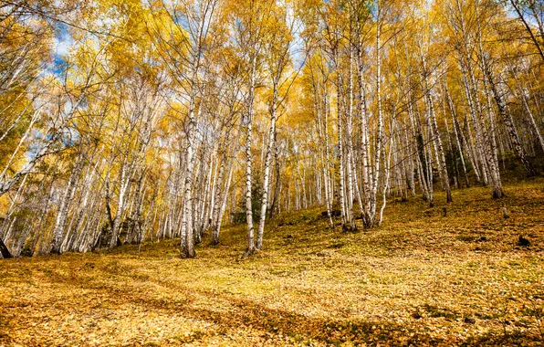 Picture autumn, leaves, trees, slope, birch, grove