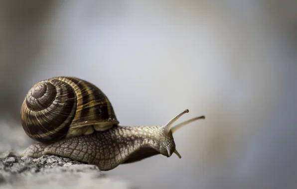 Picture snail, sink, horn