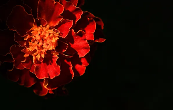 The evening, marigolds, light and shadow, photo colors, the last ray of the sun