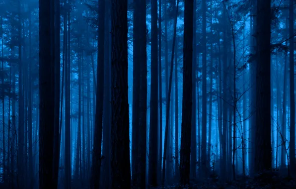 Forest, trees, nature, fog, twilight, Evan Leeson