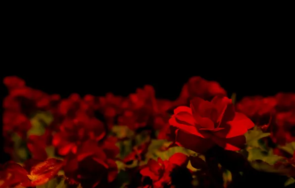 Dark, Darkness, Flower, Flowers, Night