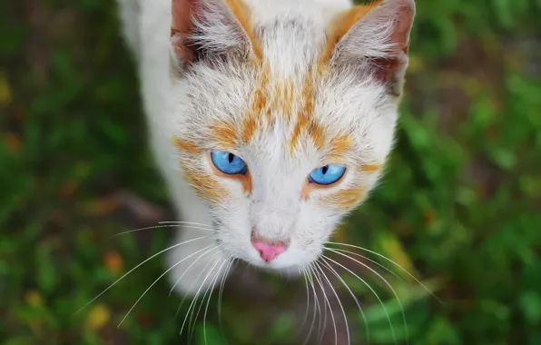 Picture eyes, cat, background, face