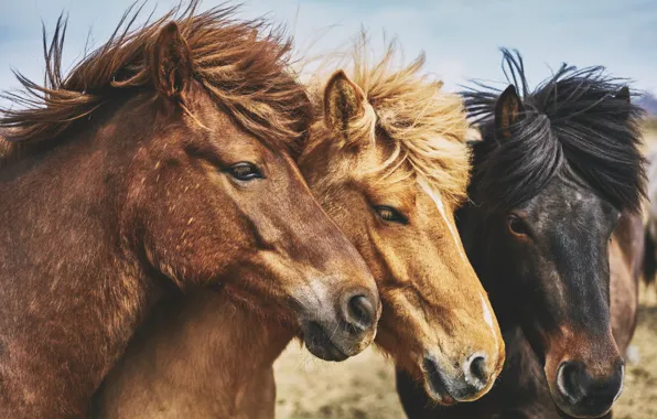Look, nature, horse, horse, horses, horse, mane, three