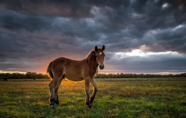 Picture field, sunset, horse