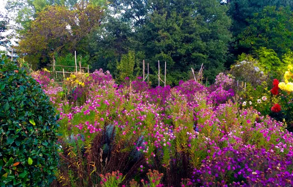 Picture summer, trees, flowers, garden, the bushes, kosmeya
