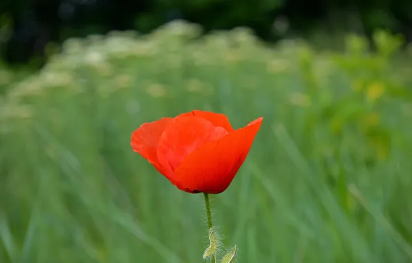 Spring, Mac, Spring, Poppy, Red poppy, Red poppy